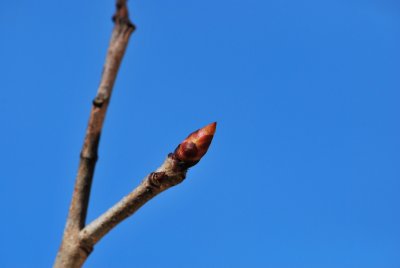 Exochorda racemosa - hroznovec hroznatý- zimní pupen